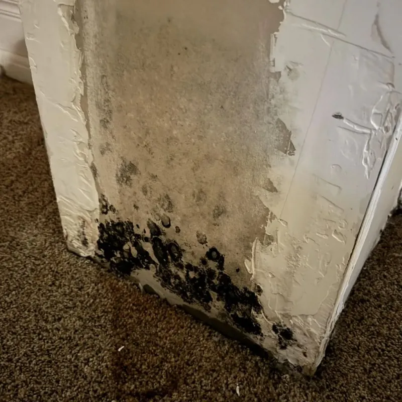 Professional Mold Removal in Oberlin, OH